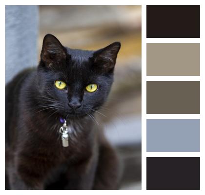 Feline Black Cat Cat Image